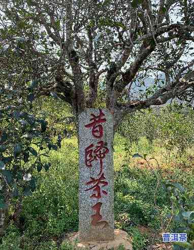 老班章古茶树王，探访千年老班章古茶树王，领略云南普洱茶的韵味与历史