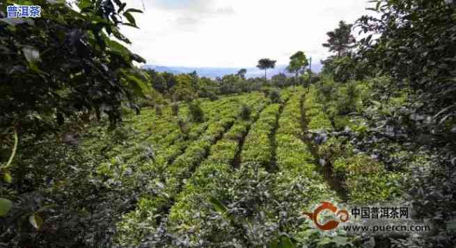 象王山普洱茶口感怎样样-象王山普洱茶口感怎样样啊