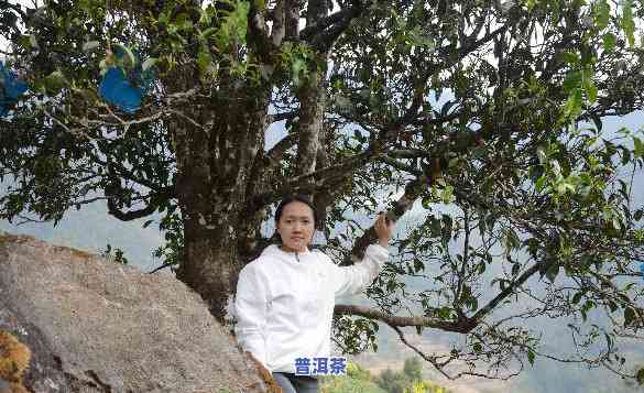 象王山普洱茶口感怎样样-象王山普洱茶口感怎样样啊