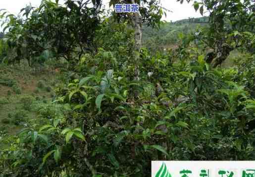 象王山普洱茶口感怎样样-象王山普洱茶口感怎样样啊