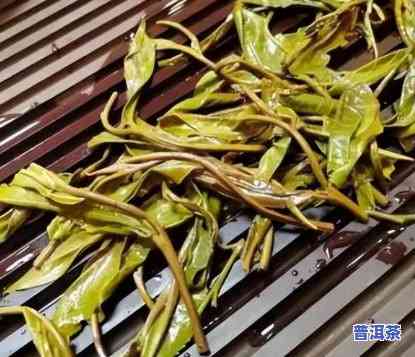 老班章茶有很多茶梗-老班章茶梗多是假的不