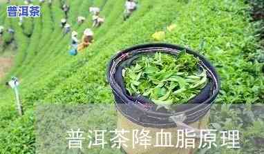 普洱茶对血脂有何作用？探究其功效与作用