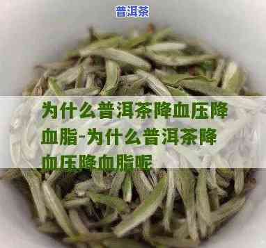 喝普洱茶会降血脂吗？科学解析其作用机制与适用人群