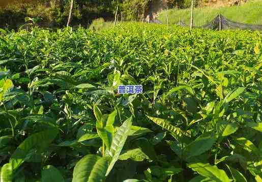 冰岛普洱茶苗哪里有卖呀-冰岛普洱茶苗哪里有卖呀多少钱