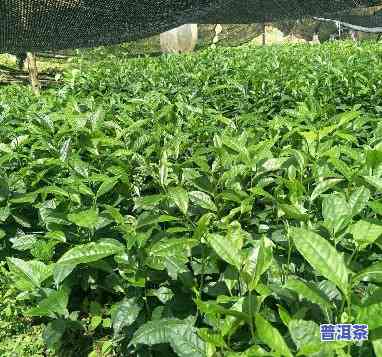 冰岛普洱茶苗哪里有卖呀-冰岛普洱茶苗哪里有卖呀多少钱