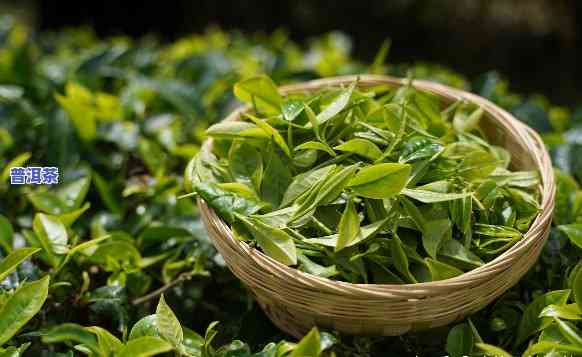 普洱茶中茶怎样区分-普洱茶中茶怎样区分等级