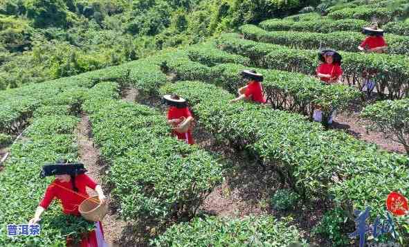 东莞普洱茶场，探索广东茶叶市场：东莞普洱茶场的魅力与特色