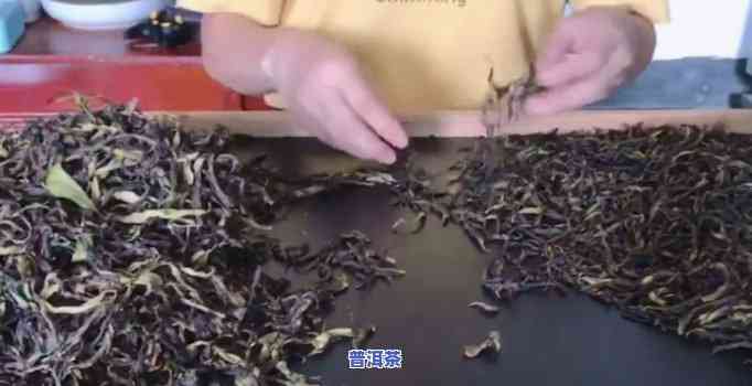 炒茶普洱茶价格：最新行情与教学视频