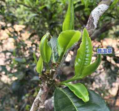 普洱茶单株的特点、功效及其流行历程