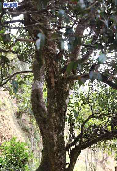 普洱茶单株的特点、功效及其流行历程