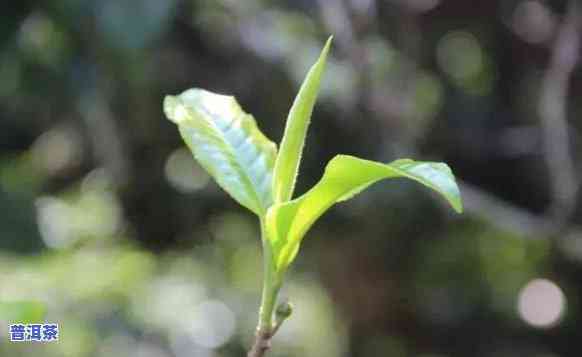 普洱茶单株的特点、功效及其流行历程