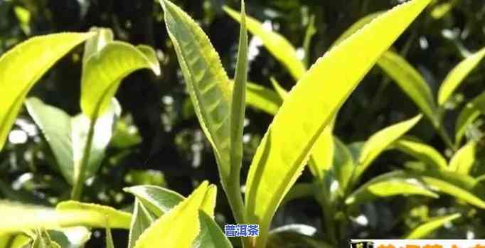 普洱茶单株的特点、功效及其流行历程