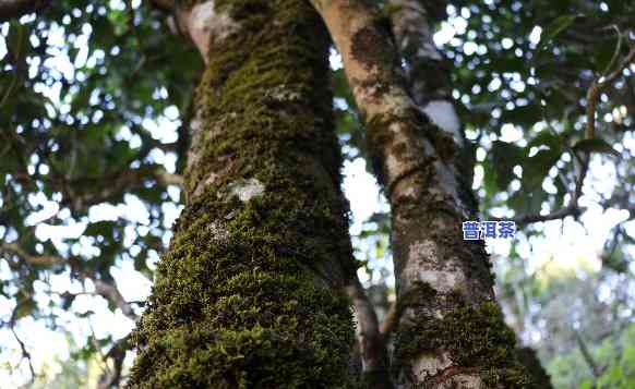 纯古树普洱茶口感怎样样-纯古树普洱茶口感怎样样啊