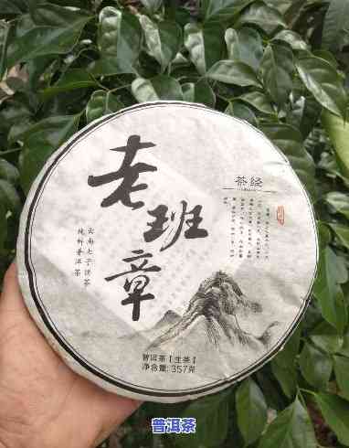 老班章制作白茶：品质怎样？