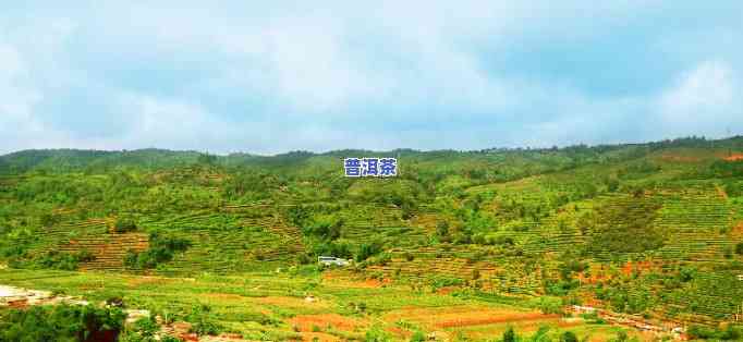 普洱市区哪里买普洱茶好呢，普洱市区购买普洱茶的好去处推荐