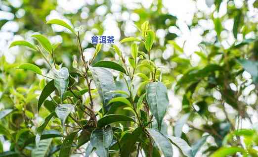 老班章茶树茶叶大小-老班章茶树年龄