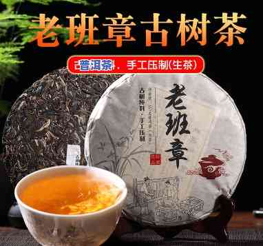 老班章茶树茶叶大小-老班章茶树年龄