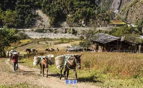 云南马帮来普洱茶，追寻历史足迹：云南马帮与普洱茶的故事