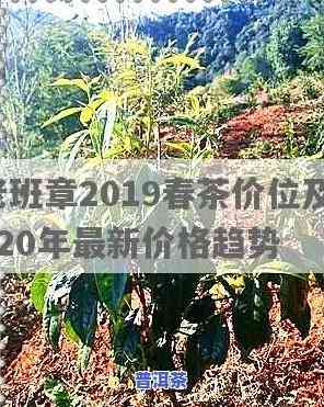 2020年雨林档案老班章最新价格走势分析