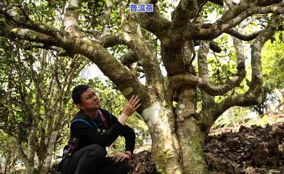 老班章每年产量，揭秘老班章普洱茶年产量，熟悉其珍稀程度