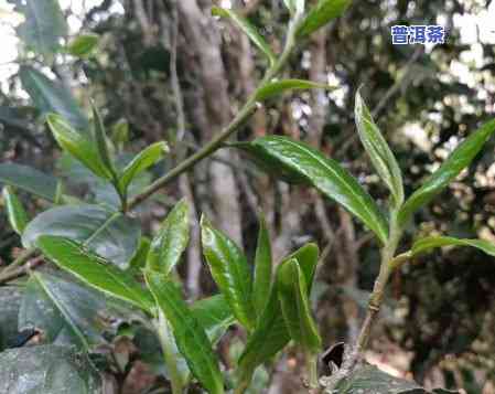 普洱茶单株茶是什么意思？详解其含义与特点