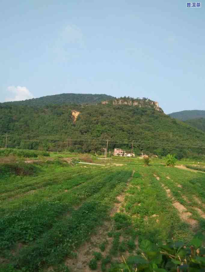 普洱茶石头山是什么茶种-普洱茶石头山是什么茶种类