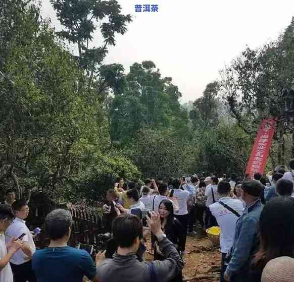 老班章茶王地：在哪里能找到更优质的古树茶叶？价格是多少？