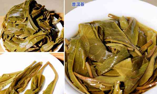 冰岛和老班章：都是熟茶吗？它们的区别与特点是什么？