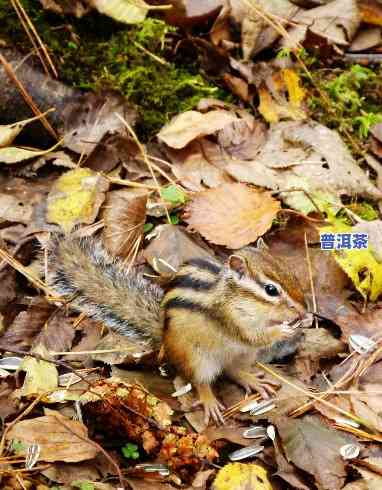 欣赏：金花松鼠幼崽图片