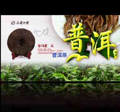 济南高端普洱茶招商加盟-济南高端普洱茶招商加盟电话