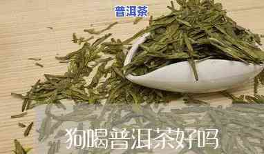 狗能不能吃生普洱茶饼呢视频，狗狗能否食用生普洱茶饼？看视频揭晓答案！