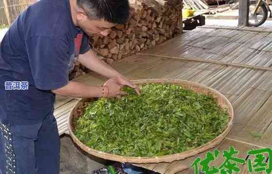 普洱茶萎凋技巧视频大，掌握普洱茶萎凋技巧：全视频教程大集合