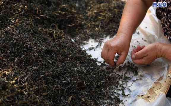 普洱茶萎凋技巧视频大，掌握普洱茶萎凋技巧：全视频教程大集合