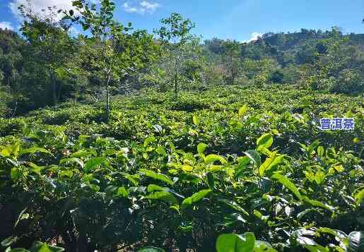 布朗山老班章村：茶农协会与村民小组的发展探讨