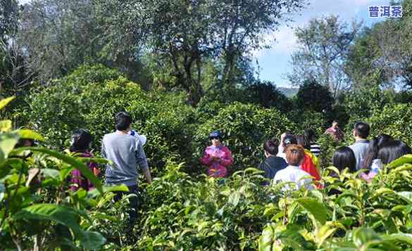 布朗山老班章村：茶农协会与村民小组的发展探讨