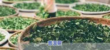 青年节喝普洱茶好不好呀-青年节喝普洱茶好不好呀视频