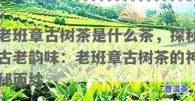 老班章是什么茶，揭示神秘面纱：老班章的真正身份是什么茶？