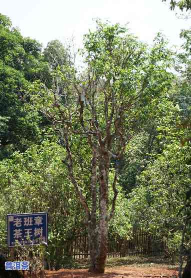 老班章的茶王树，探秘老班章：揭秘茶王树的故事与传说