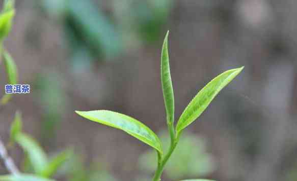 普洱茶嫩芽照片真实高清图片大全下载