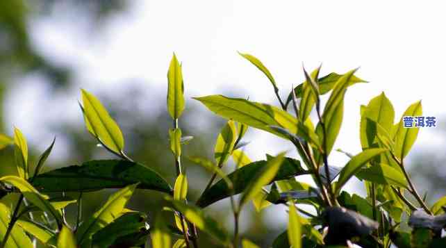 普洱茶嫩芽照片真实高清图片大全下载