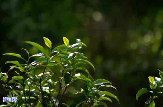 普洱茶嫩芽照片真实高清图片大全下载