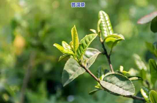 普洱茶嫩芽照片真实高清图片大全下载