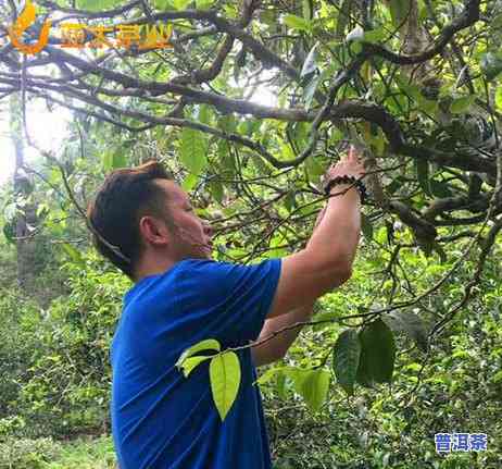 老班章茶最贵多少钱一斤？茶叶市场上真正的天价之选