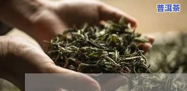 喝普洱茶为什么会升糖快的起因，解密普洱茶升糖速度：起因解析