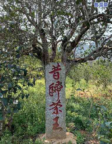 古树茶王普洱茶价格，探寻普洱茶之巅：古树茶王的价格与价值解析