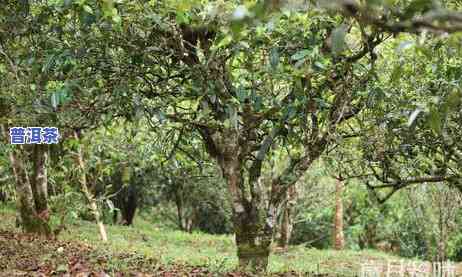 冰岛和老班章都是熟茶吗，冰岛与老班章：它们都是熟茶吗？