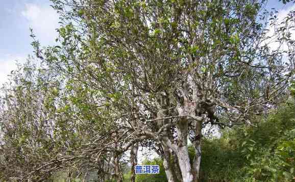 新疆古树普洱茶保存时间-新疆古树普洱茶保存时间多久