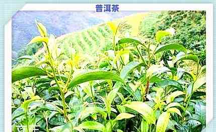 探访老班章：1号、22号茶园与111号茶农的特别魅力