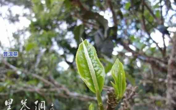 云南临沧大叶普洱茶产地-云南临沧大叶普洱茶产地是哪里