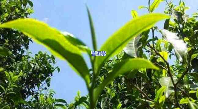 云南临沧大叶普洱茶产地-云南临沧大叶普洱茶产地是哪里